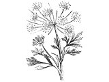 Galbanum (Bubon galbaniferum), Heb. CheLBiNaH (Ex.30.34)